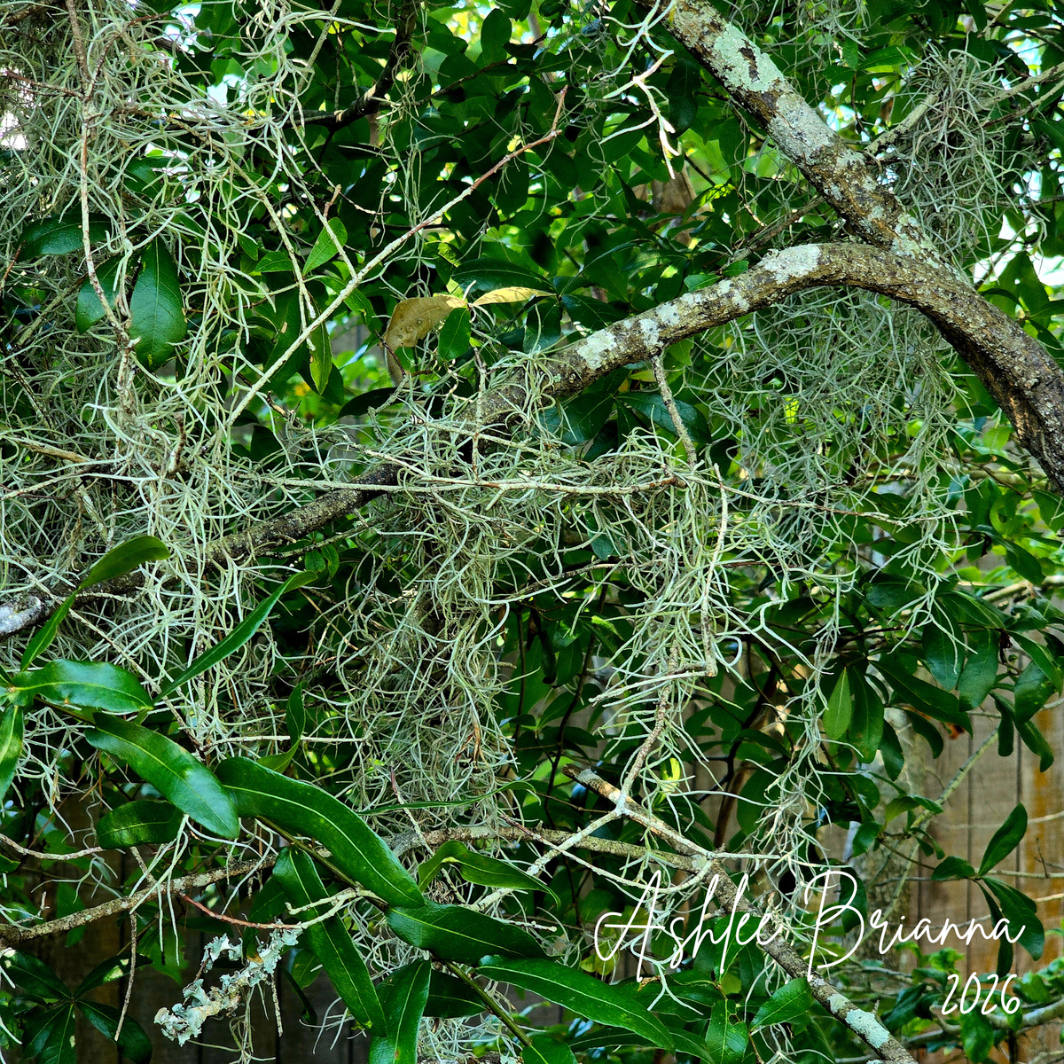 Spanish Moss
