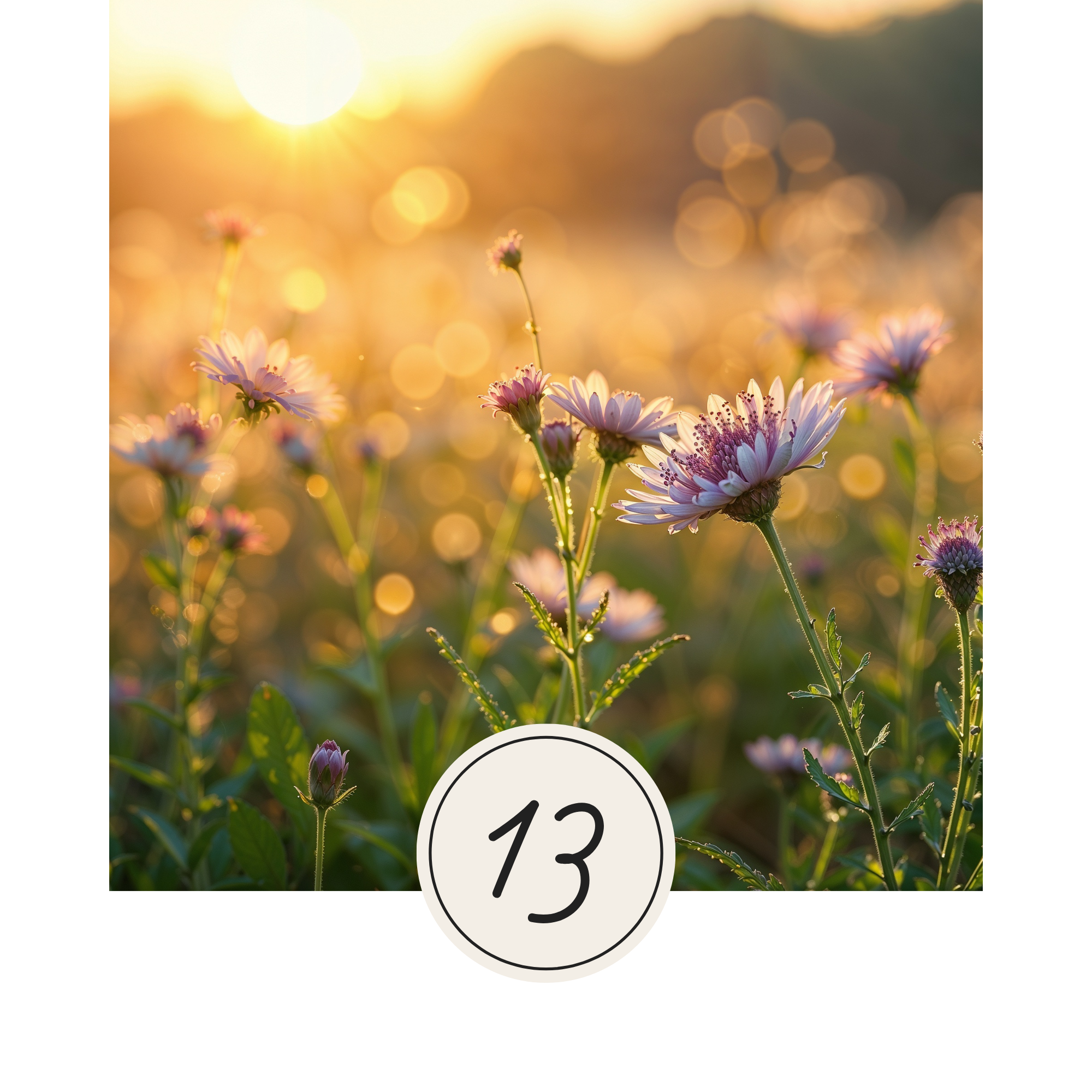 Wildflowers