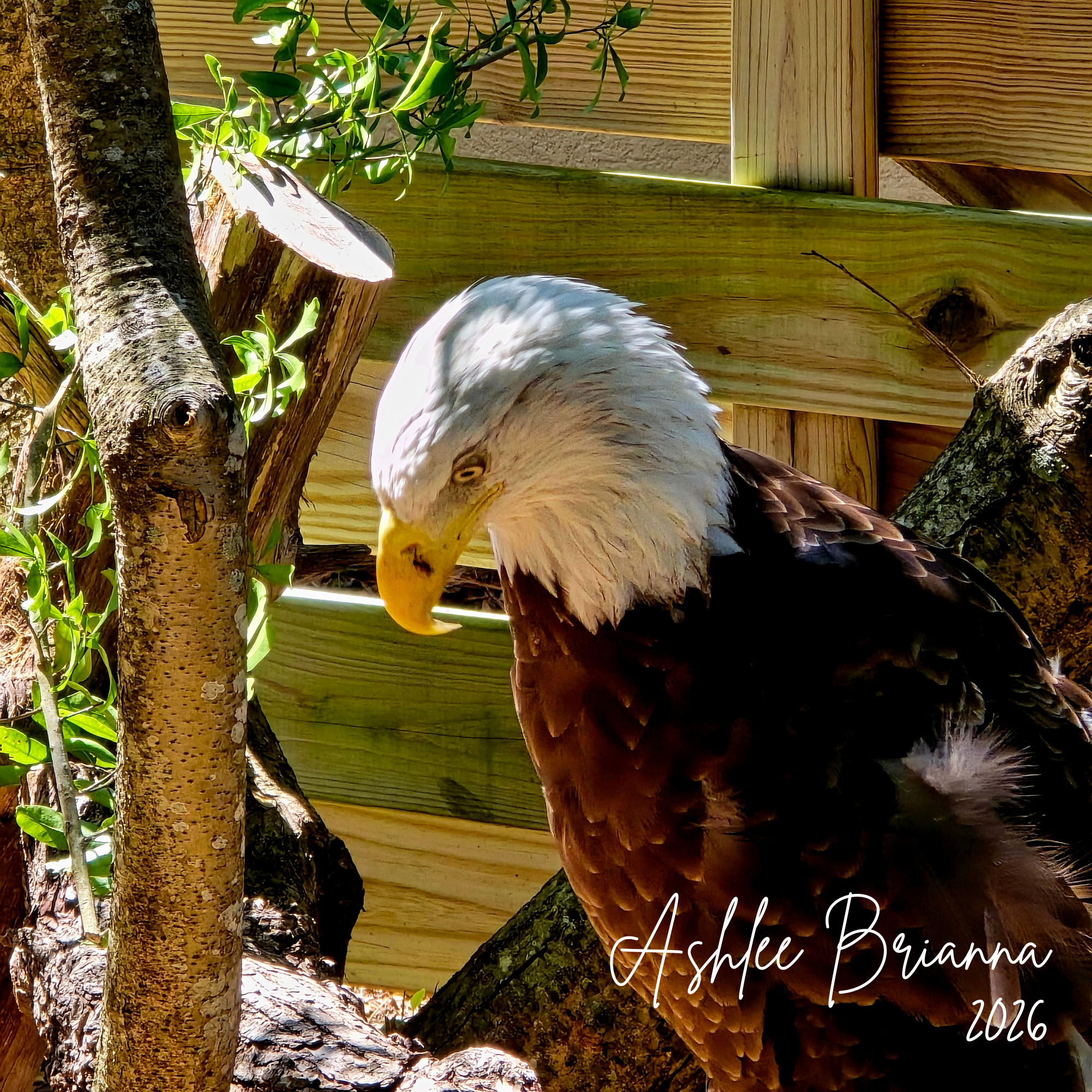 BALD EAGLE
