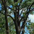 Cottonwood