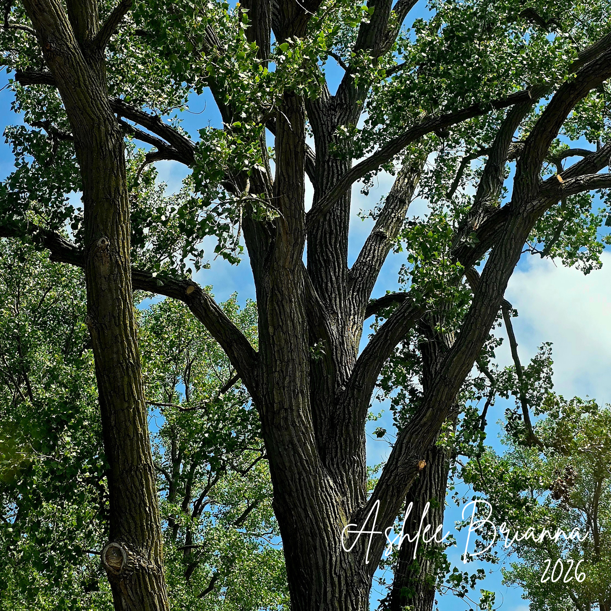 COTTONWOOD