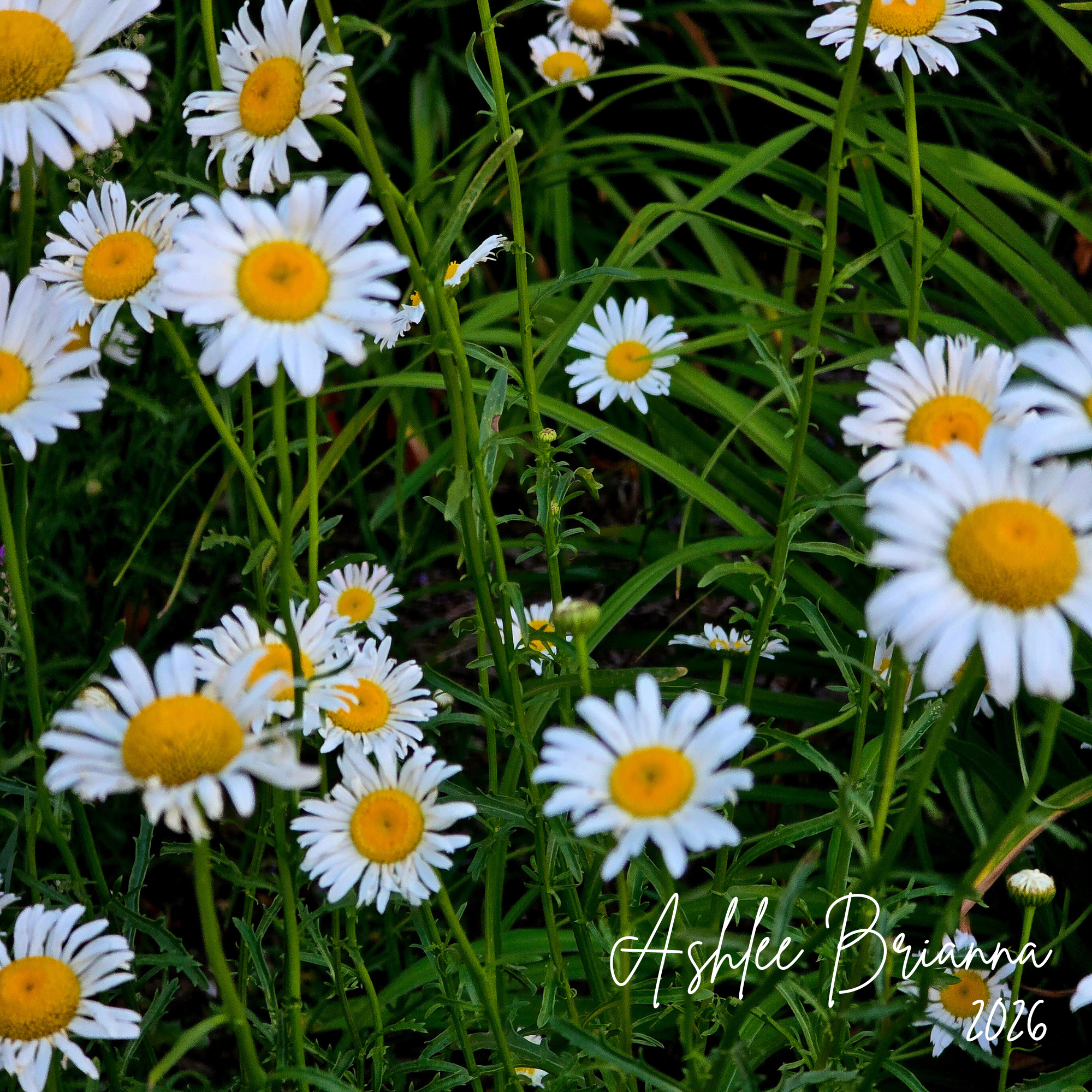 DAISY