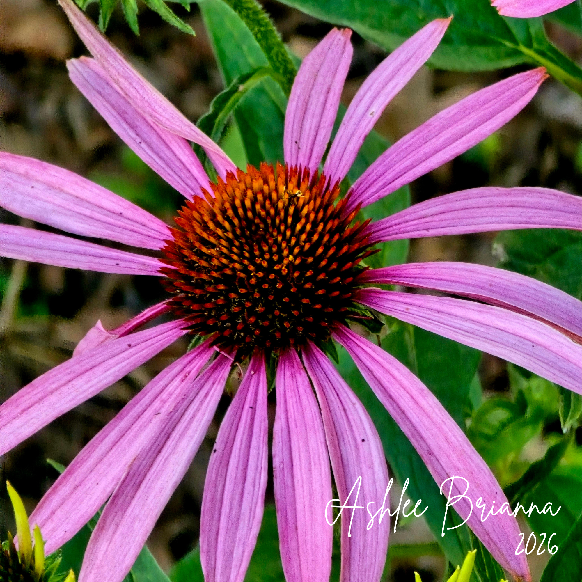 PURPLE CONEFLOWER