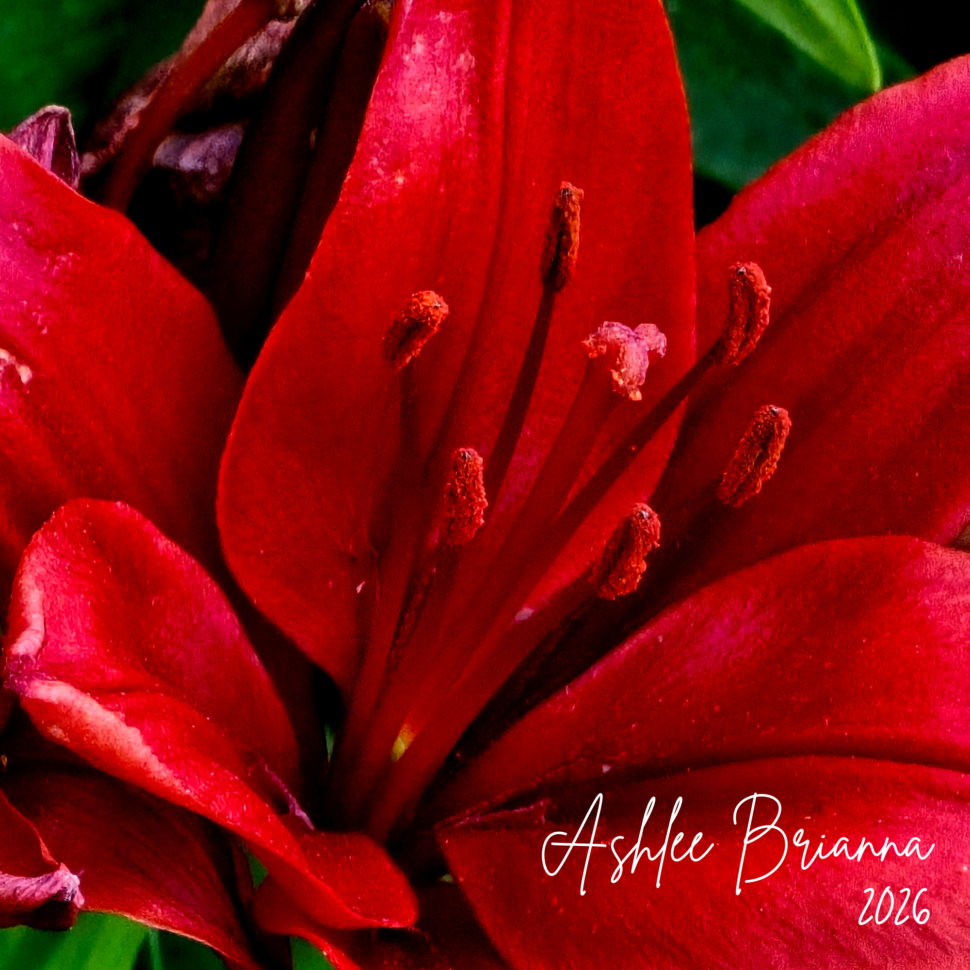 RED LILY