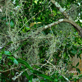 SPANISH MOSS