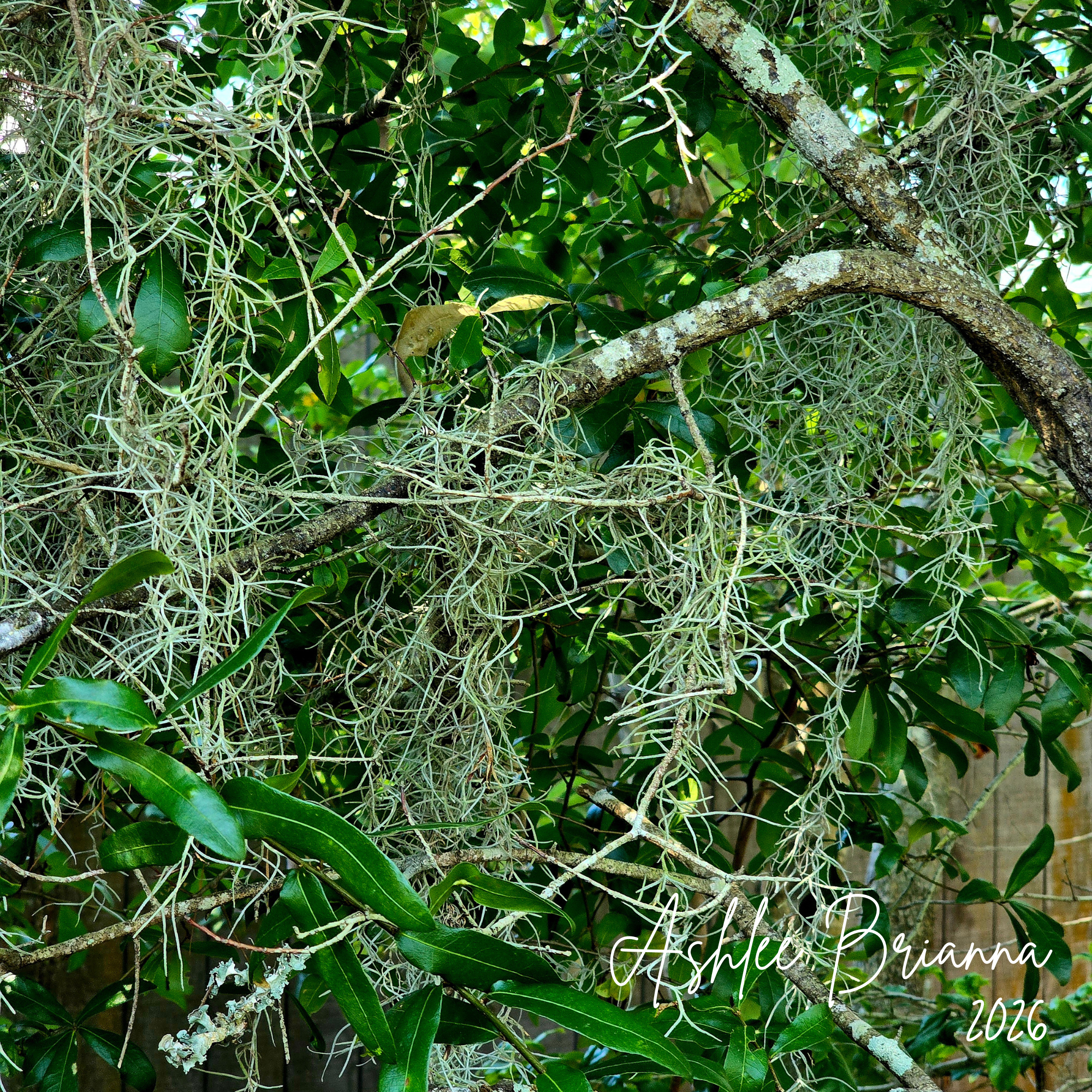 SPANISH MOSS