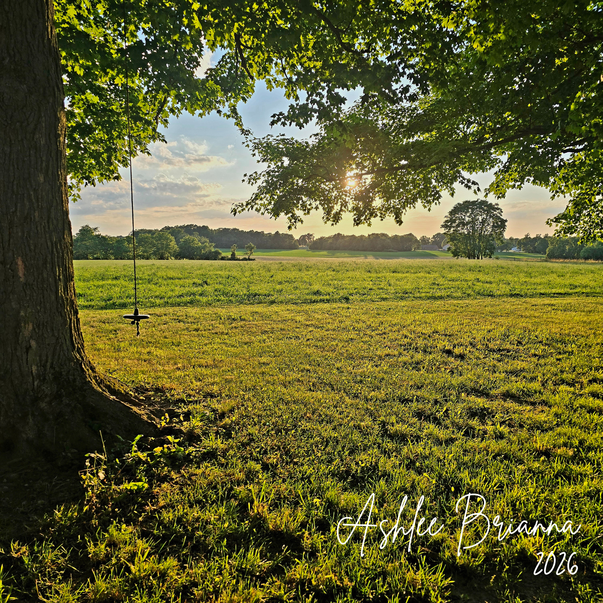 TREE SWING